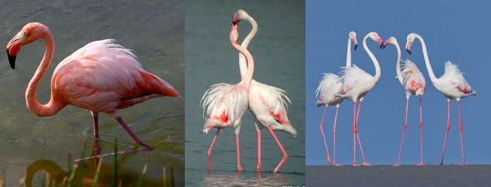 greater flamingo